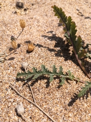 Verbascum pinnatifidum