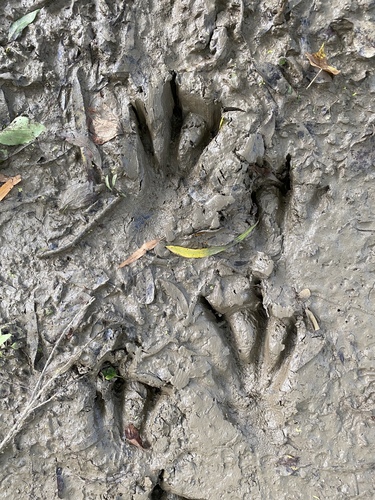 American Beaver photographed in Louisiana