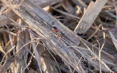 Agenioideus nubecula