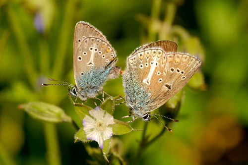 Geranium Argus