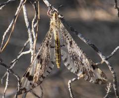 Palpares libelluloides