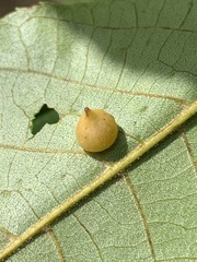 Caryomyia conoidea