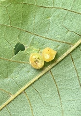 Caryomyia conoidea
