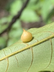 Caryomyia conoidea
