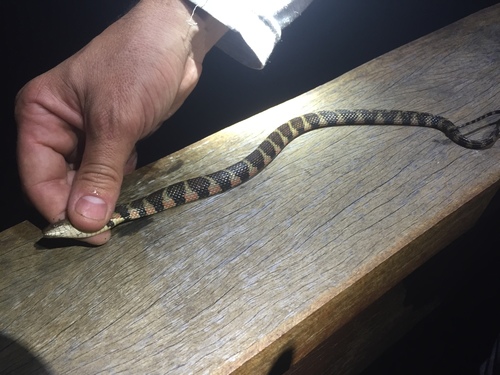 Photo of a Apiaká Keelback (Helicops apiaka)