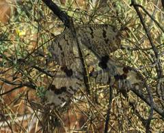 Palpares libelluloides