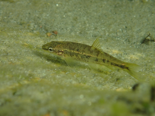 Leopard dace (Rhinichthys falcatus) — Cyprinidae — 4