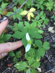 Anemonastrum deltoideum