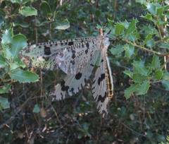 Palpares libelluloides