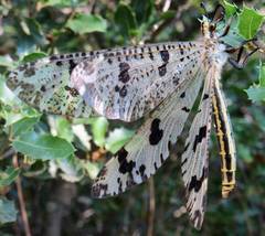 Palpares libelluloides