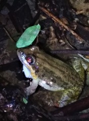 Leptodactylus melanonotus