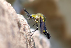 Lepidophora lepidocera