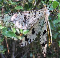 Palpares libelluloides