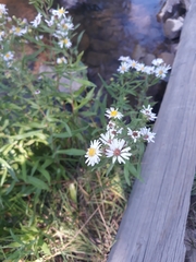 Symphyotrichum bracteolatum