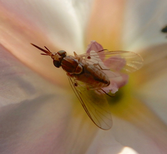 Phthiriinae