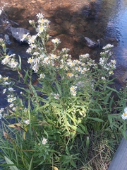 Symphyotrichum bracteolatum