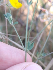 Lotus corniculatus