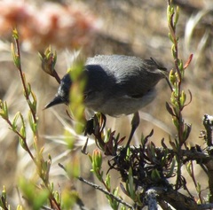 Polioptila californica
