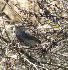 Polioptila californica