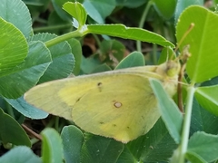 Colias eurytheme