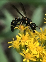 Parancistrocerus pedestris