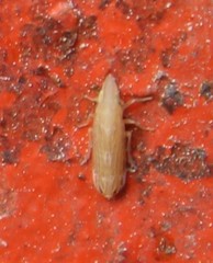 Neomegamelanus lautus