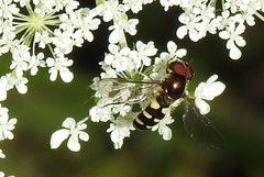 Melangyna fisherii