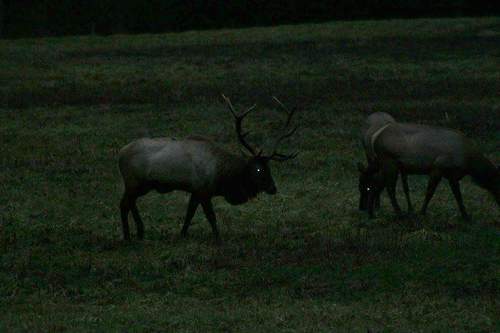 American Elk photographed in Kentucky