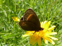 Erebia pharte