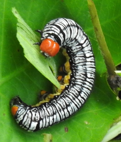 Hieroglyphic Moth