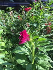 Celosia