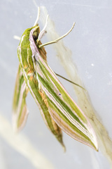 Xylophanes