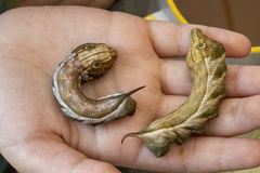 Xylophanes