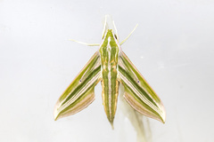 Xylophanes