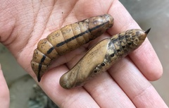 Xylophanes