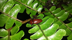 Pselaphacus nigropunctatus
