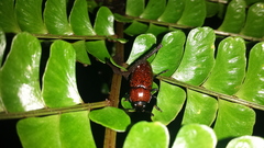 Pselaphacus nigropunctatus