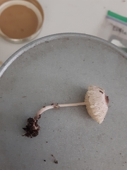 Leucocoprinus ianthinus