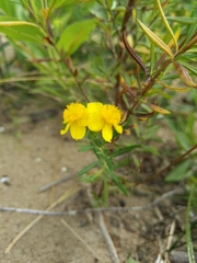 Hypericum kalmianum