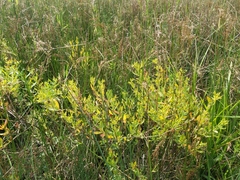 Hypericum kalmianum