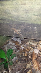 Thecadactylus solimoensis