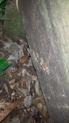 Thecadactylus solimoensis