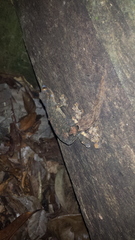 Thecadactylus solimoensis