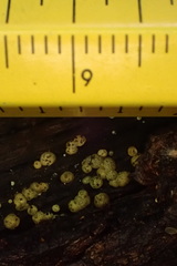 Trichoderma gelatinosum