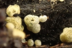 Trichoderma gelatinosum