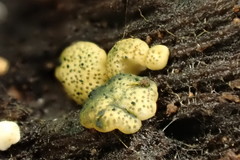 Trichoderma gelatinosum