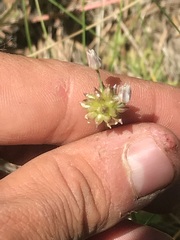 Allium geyeri tenerum