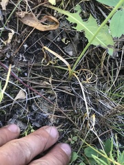 Allium geyeri tenerum