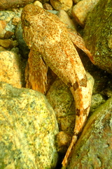 Cottus rhotheus