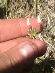 Allium geyeri tenerum